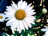 1002547_daisy.jpg