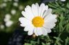 1003945_daisies.jpg