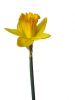 1052624_daffodil.jpg