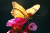 1155069_butterflies_2.jpg