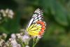 1236321_butterfly_1.jpg