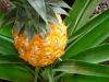 479352_pineapple.jpg