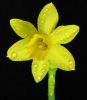 509823_daffodil.jpg