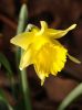 733452_yellow_daffodil.jpg