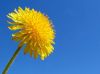 775417_dandelion.jpg