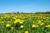 777349_dandelion_world_2.jpg