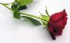 808606_red_roses.jpg