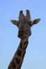 867133_giraffe.jpg