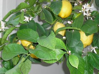 LemonBlossoms.jpg