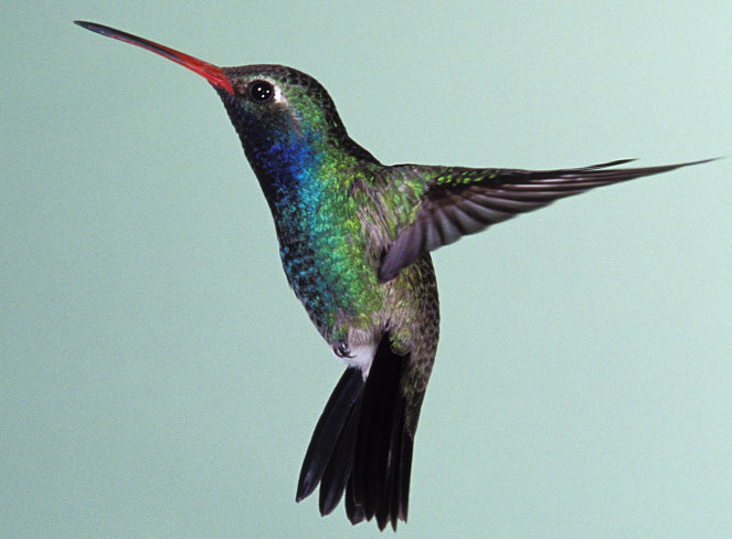 Small%20Hummingbird.png