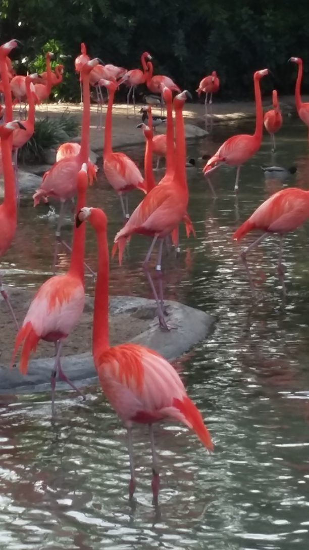 Flamingos inspiring good posture